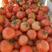 云南新鲜大红西红柿小果，产地直销可一件代发，供各大商超