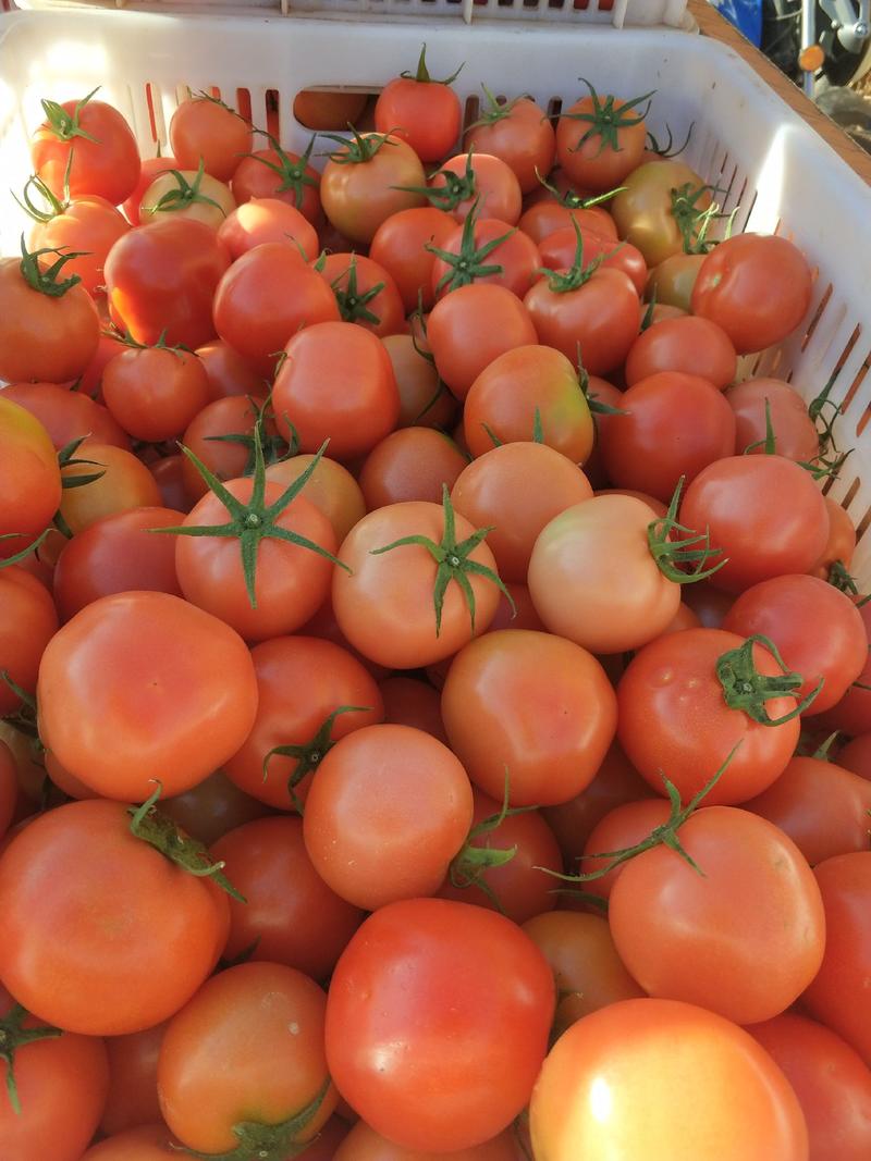 云南新鲜大红西红柿小果，产地直销可一件代发，供各大商超