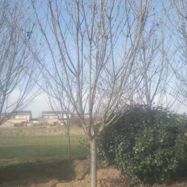 15公分精品樱花不同规格都有