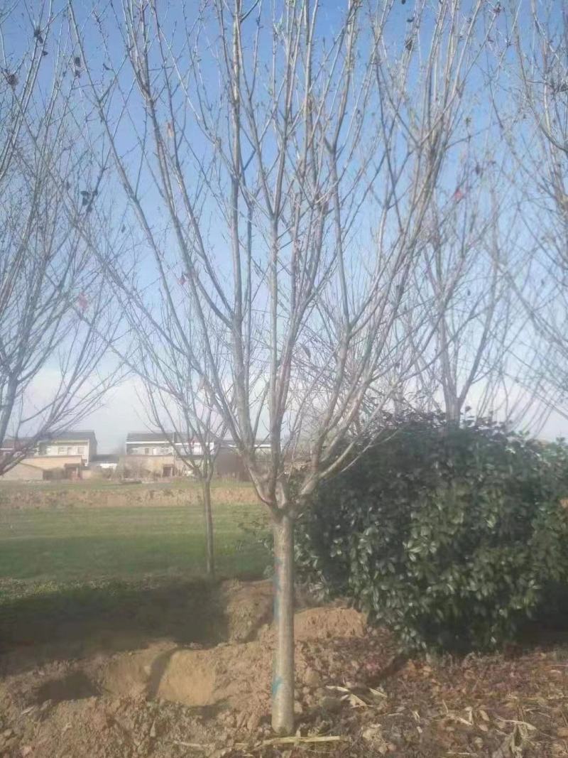 15公分精品樱花不同规格都有