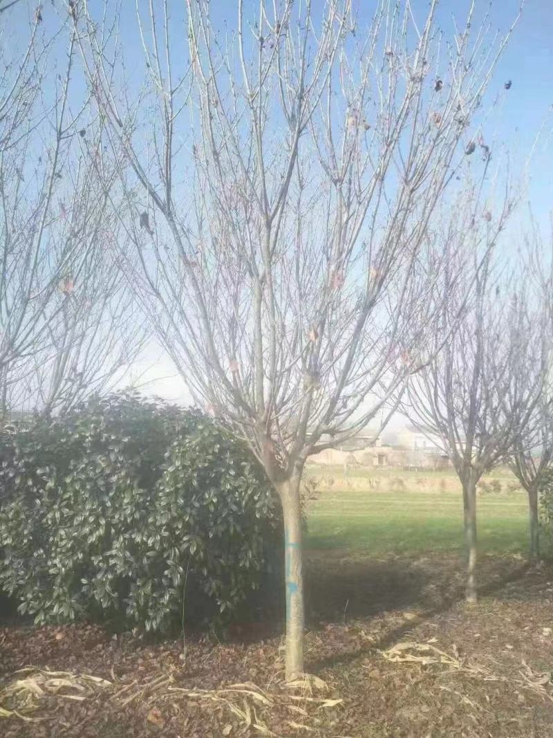 15公分精品樱花不同规格都有