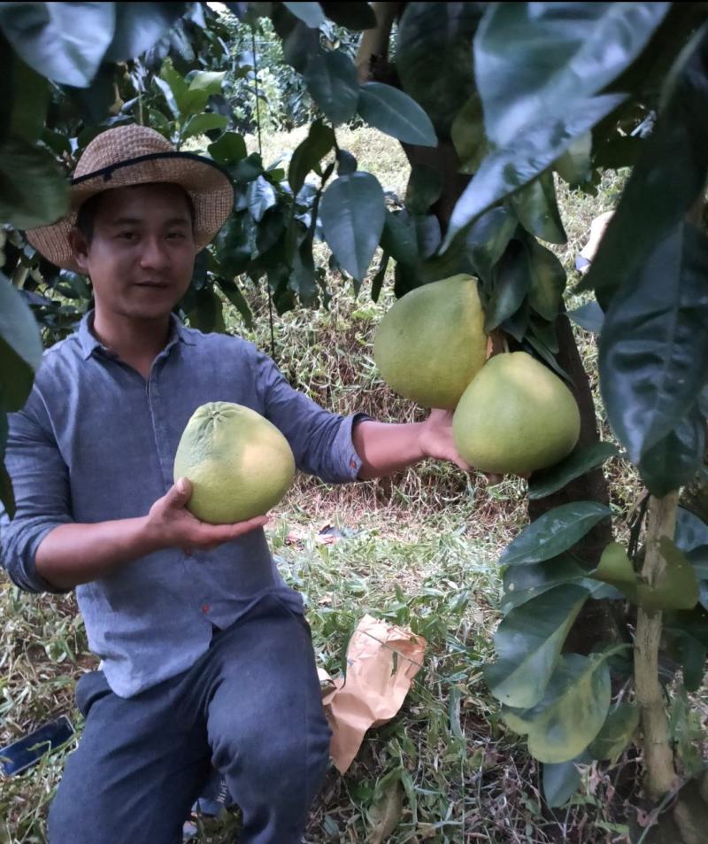 泰国红宝石青柚枝条.基地直供.母树现场剪.质量保证