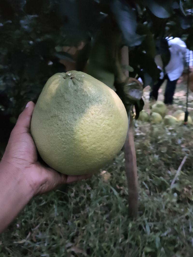 泰国红宝石青柚枝条.基地直供.母树现场剪.质量保证