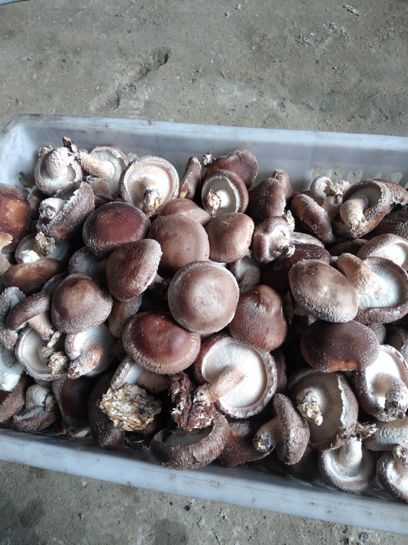 自己种的。大鹏鲜香菇。