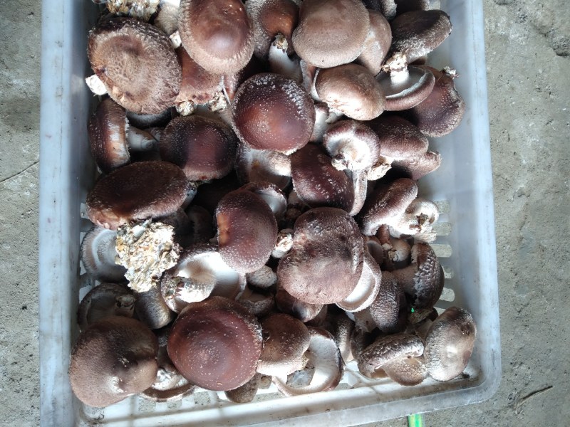 自己种的。大鹏鲜香菇。