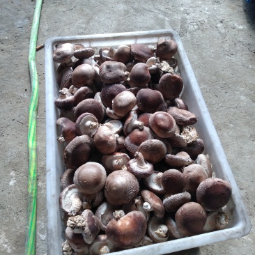 自己种的。大鹏鲜香菇。
