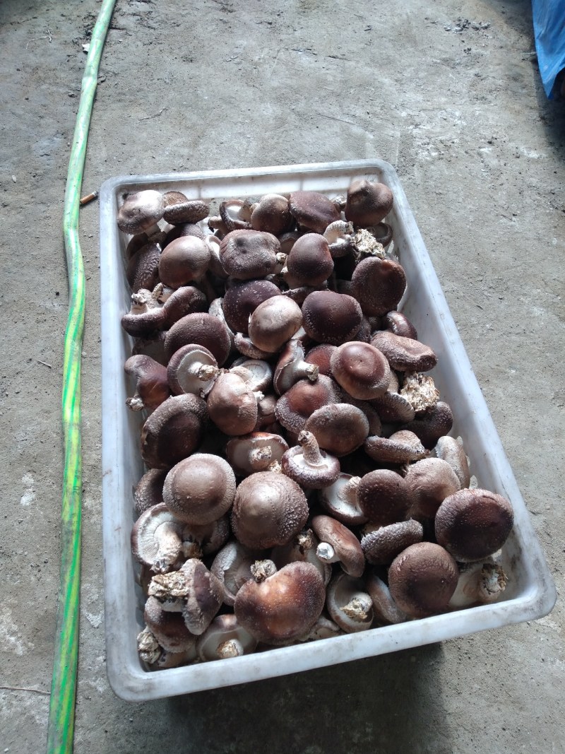 自己种的。大鹏鲜香菇。