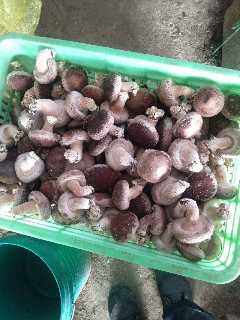 自己种的。大鹏鲜香菇。