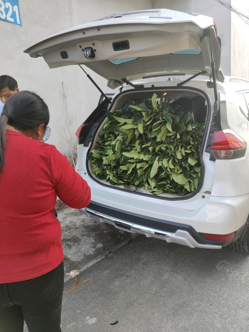 正宗泰国红宝石青柚苗.青柚苗批发.质量保证基地直供