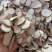 三棱无硫净货三棱片规格齐全产地直销可供大货