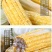超甜水果玉米生吃，新鲜类当季时令整箱3丿5丿10斤坏包赔