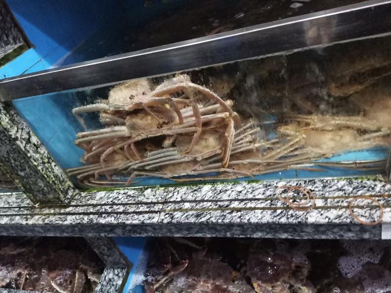 螃蟹类各类海蟹批发零售