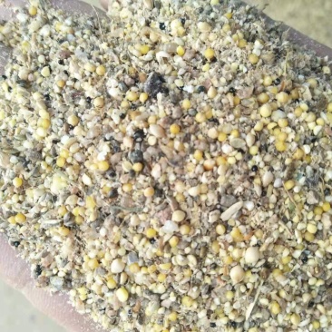 碎小米养殖专用大量供应，价格低直接替代玉米使用，能量高，