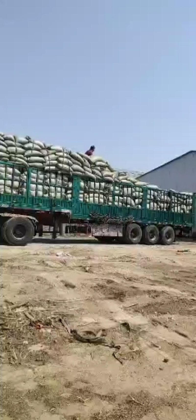 碎小米养殖专用大量供应，价格低直接替代玉米使用，能量高，