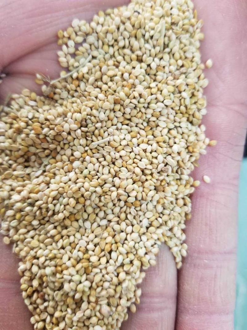 碎小米养殖专用大量供应，价格低直接替代玉米使用，能量高，