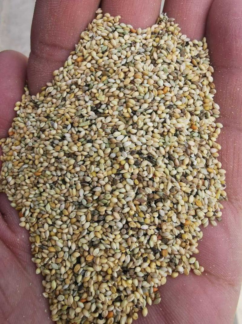 碎小米养殖专用大量供应，价格低直接替代玉米使用，能量高，