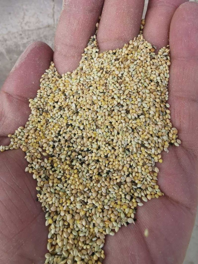 碎小米养殖专用大量供应，价格低直接替代玉米使用，能量高，
