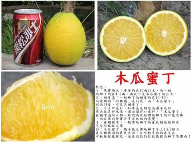 新品.橙子苗.木瓜蜜丁苗纽荷尔脐橙苗.木瓜蜜丁苗品质保证