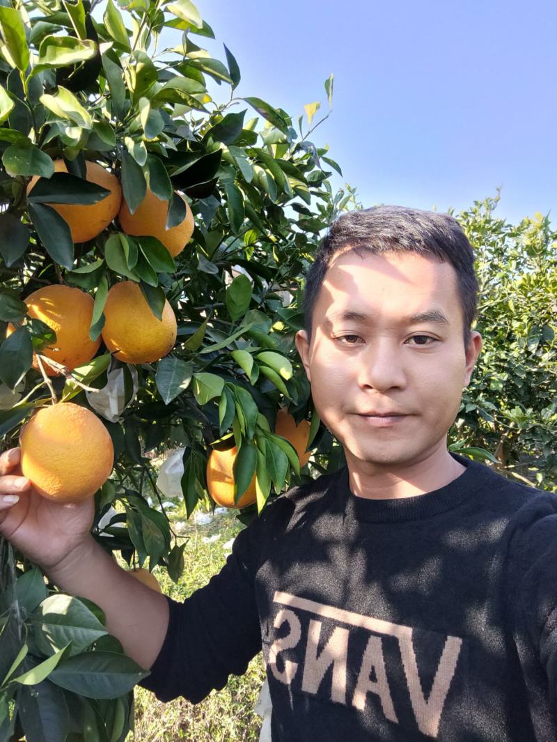 新品.橙子苗.木瓜蜜丁苗纽荷尔脐橙苗.木瓜蜜丁苗品质保证