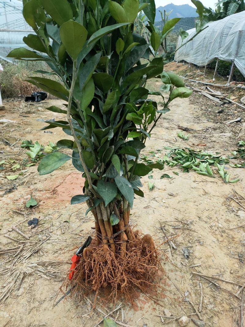 新品.橙子苗.木瓜蜜丁苗纽荷尔脐橙苗.木瓜蜜丁苗品质保证