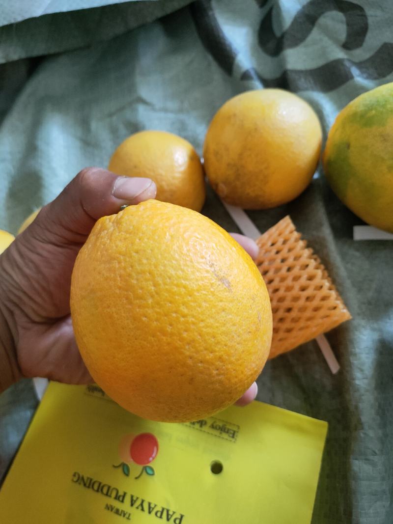 新品.橙子苗.木瓜蜜丁苗纽荷尔脐橙苗.木瓜蜜丁苗品质保证