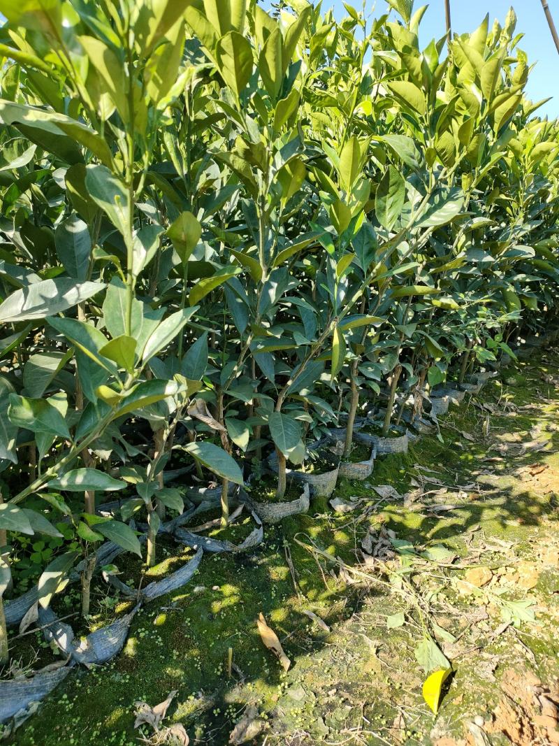 新品.橙子苗.木瓜蜜丁苗纽荷尔脐橙苗.木瓜蜜丁苗品质保证