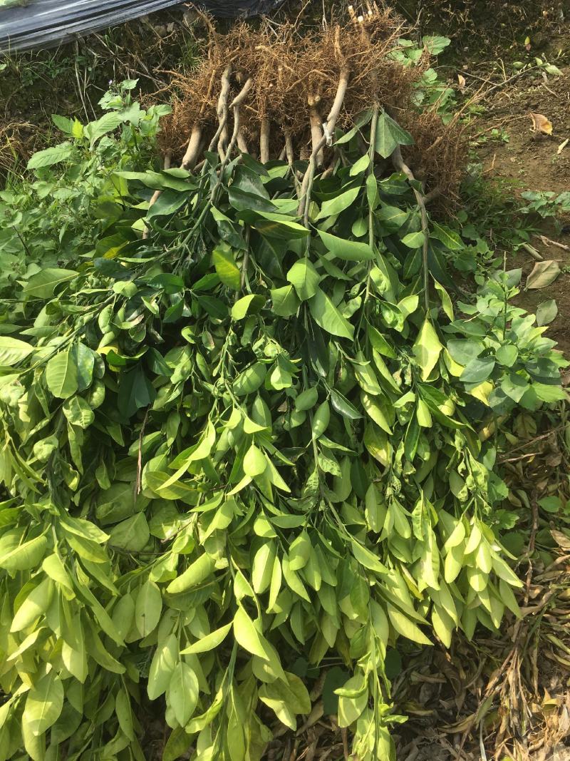 产地直发爆汁葡萄柚苗.甜葡萄柚苗.品质纯正葡萄柚可签合同