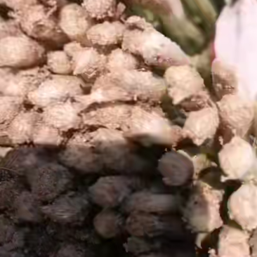 冬季韭菜大量上市了！
