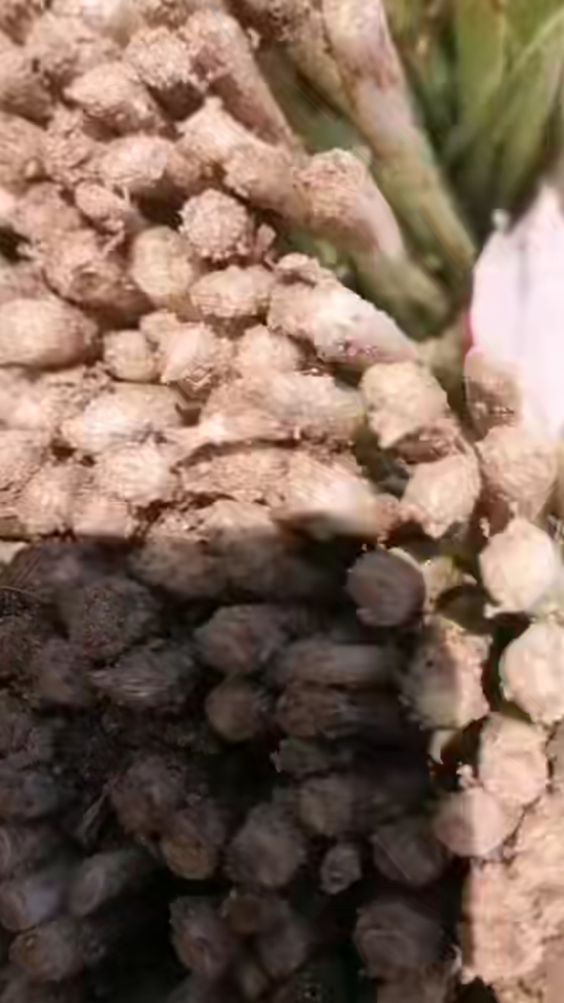 冬季韭菜大量上市了！