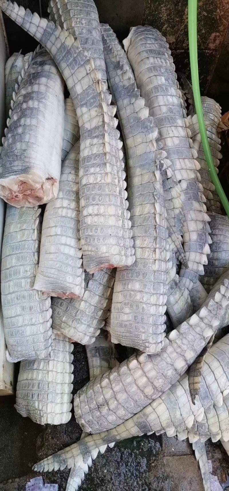 鳄鱼时刻有货。只要钱到位。