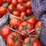 山东优质大红硬粉西红柿种植基地产地批发价格低质量好
