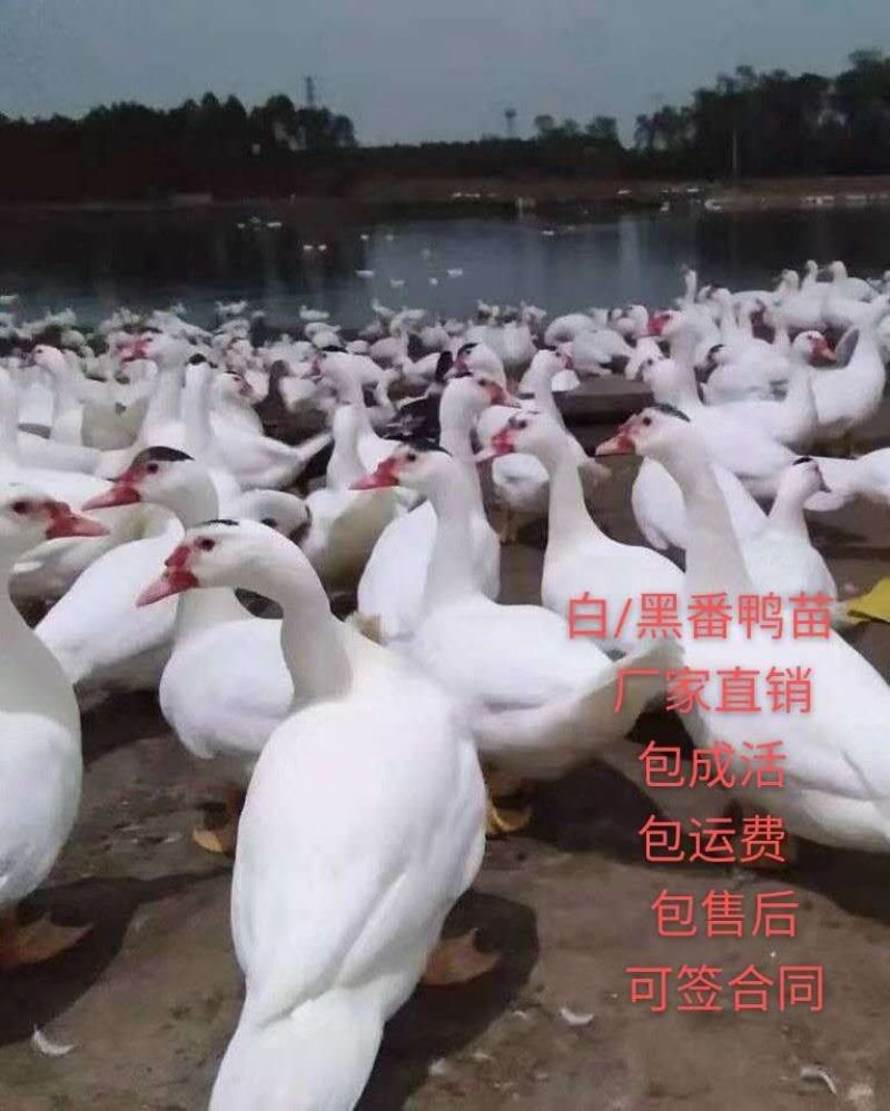 【热卖】白番鸭苗，大种番鸭苗场地直销防疫齐全运输死亡包赔