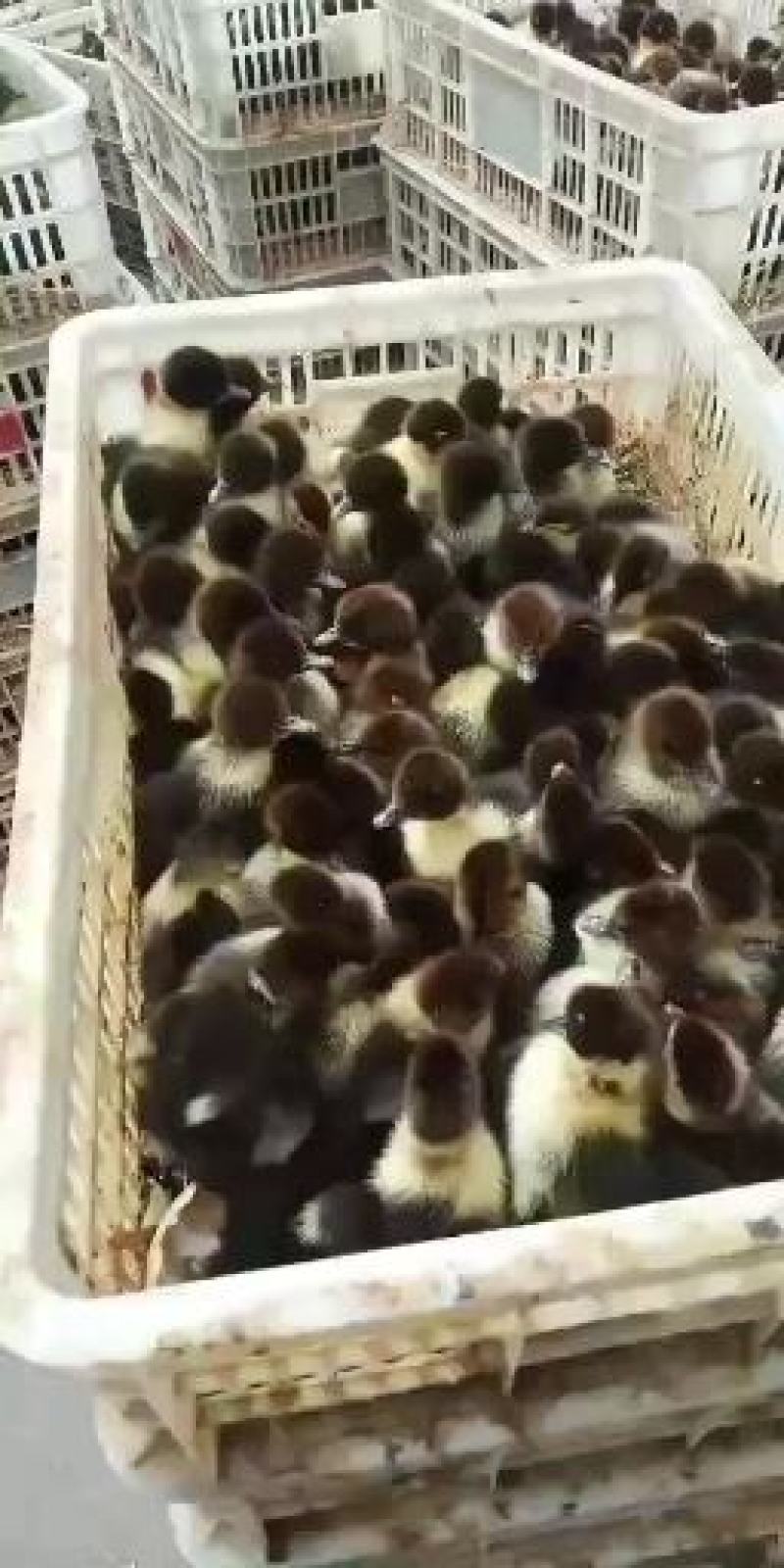 【热卖】白番鸭苗，大种番鸭苗场地直销防疫齐全运输死亡包赔
