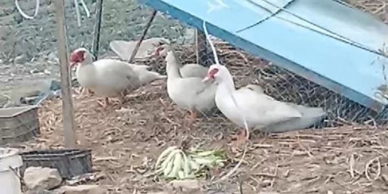 【热卖】白番鸭苗，大种番鸭苗场地直销防疫齐全运输死亡包赔