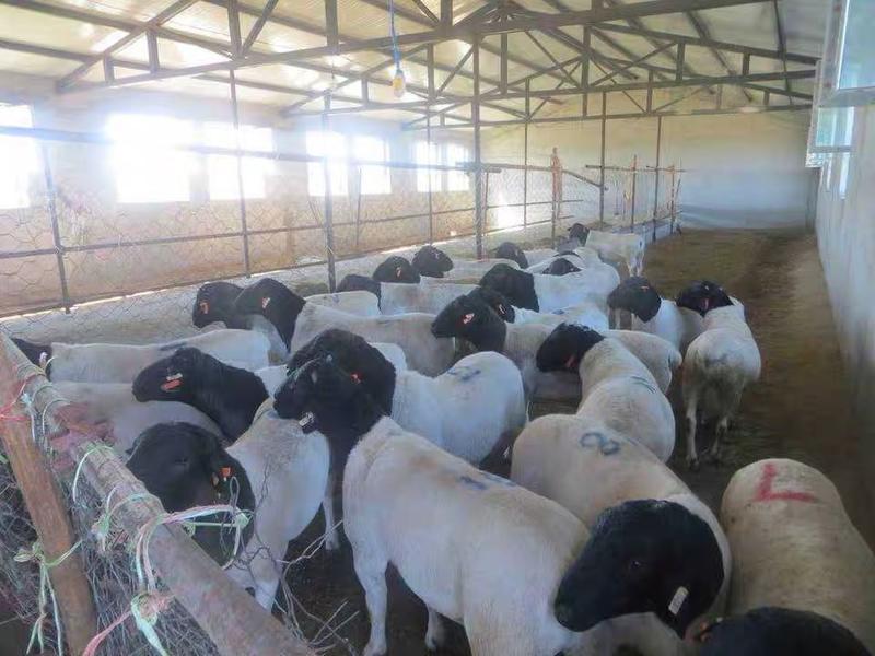 杜泊绵羊山东黑头杜泊绵羊专业养殖场直发可视频选羊