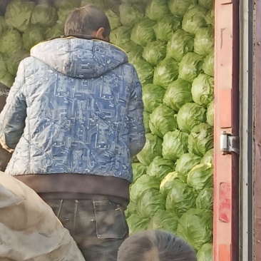 大头菜……蔬菜基地批发，代收