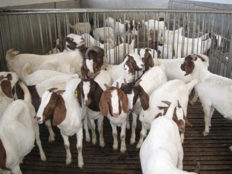 波尔山羊山东波尔山羊专业养殖可视频看货全国发货