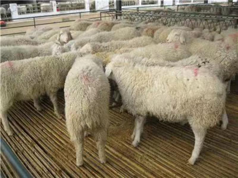 小尾寒羊山东小尾寒羊养殖场直发可视频看货全国发货