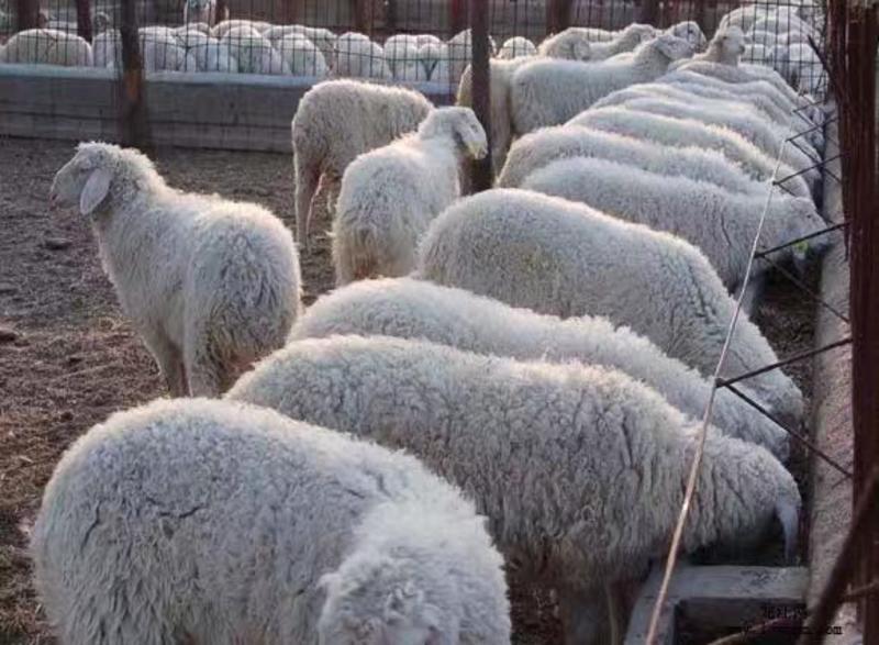 小尾寒羊山东小尾寒羊养殖场直发可视频看货全国发货