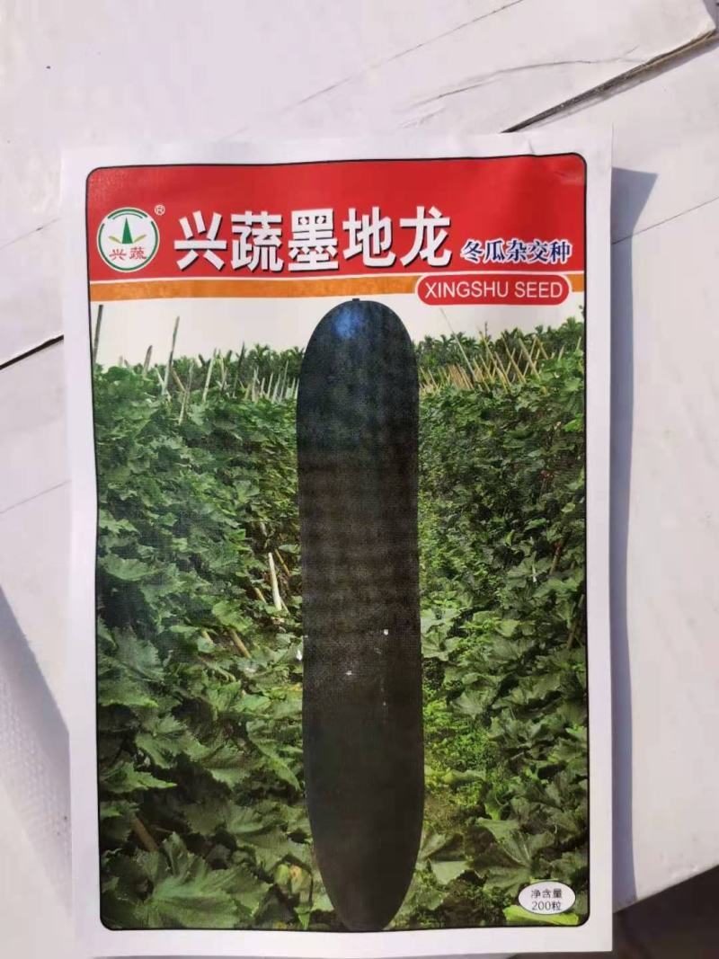 炮弹型黑皮冬瓜种子内腔小肉质厚转色快皮色黑亮有光泽