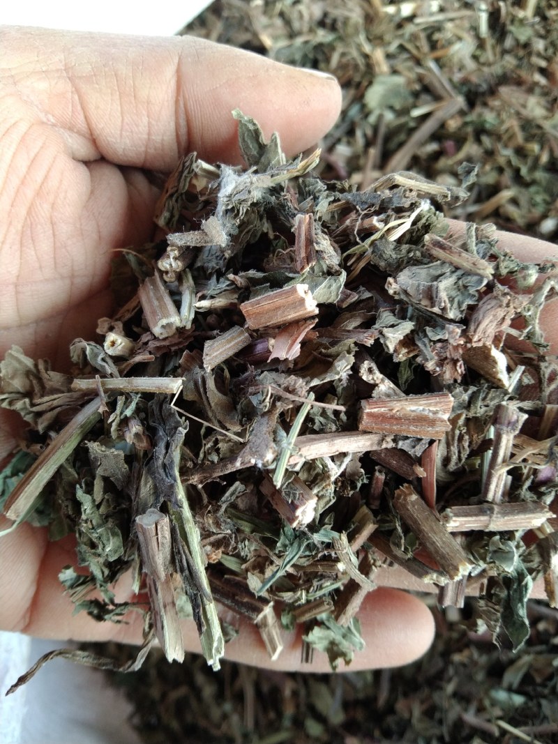 薄荷产地直供支持线上交易可搭配多品种采购大货联系客服