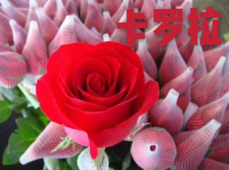 切花红玫瑰种苗(假一赔百)，自产自销，价格实惠，买多有送