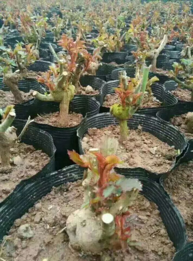 切花红玫瑰种苗(假一赔百)，自产自销，价格实惠，买多有送