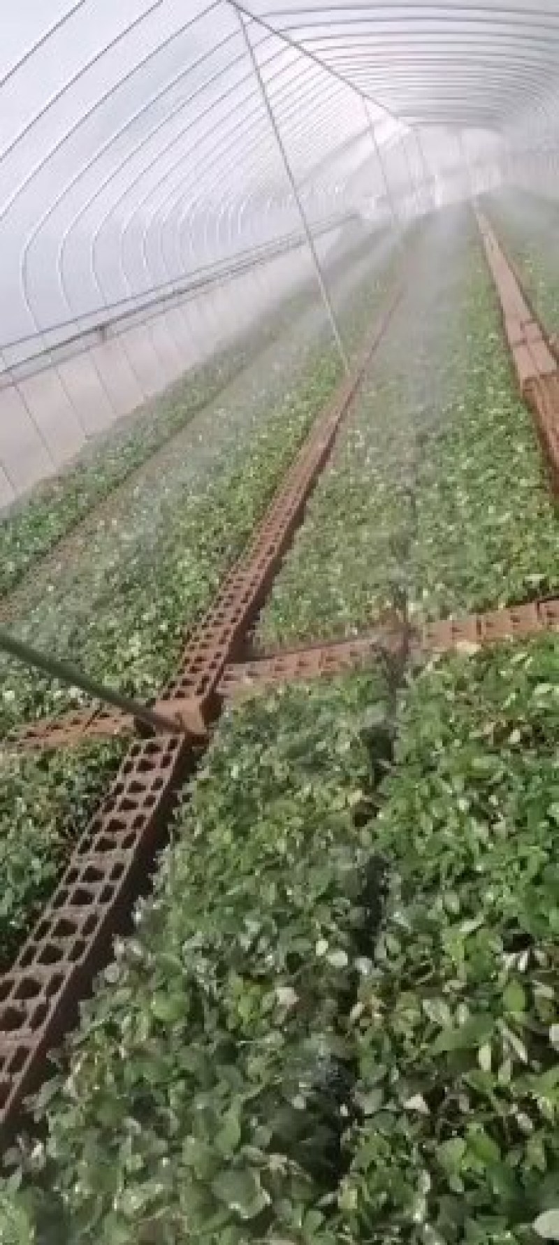 切花红玫瑰种苗(假一赔百)，自产自销，价格实惠，买多有送