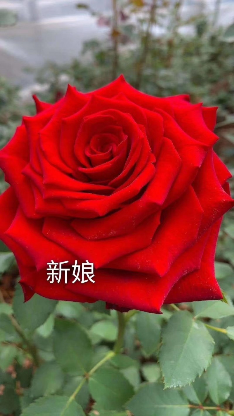 切花红玫瑰种苗(假一赔百)，自产自销，价格实惠，买多有送