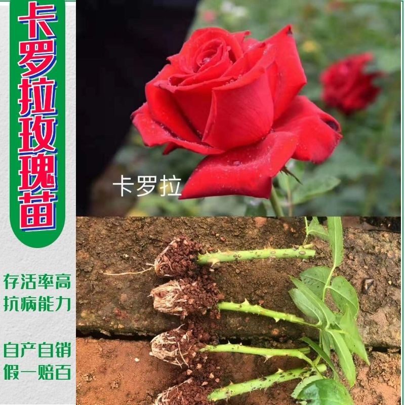 切花红玫瑰种苗(假一赔百)，自产自销，价格实惠，买多有送