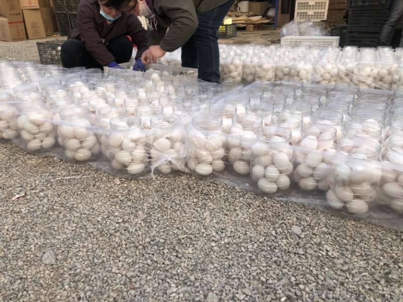 桶装蛋大鸭蛋农村特产桶装大白蛋咸鸭蛋
