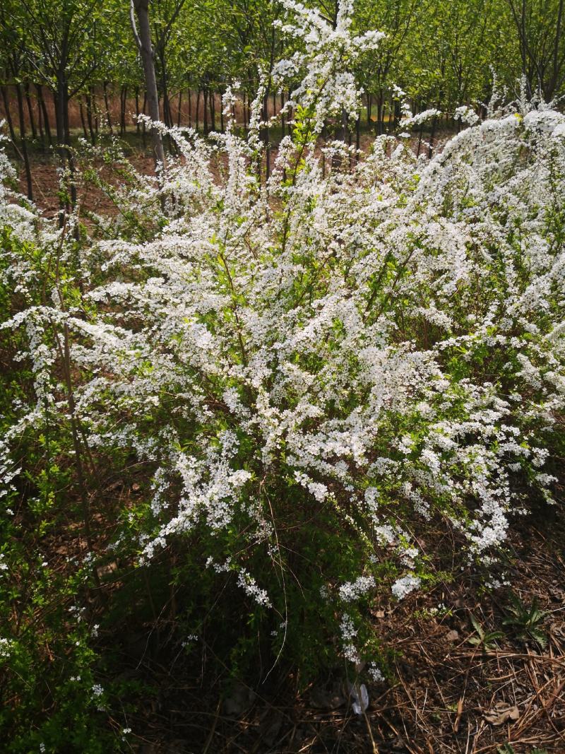 雪柳干枝花喷雪花珍珠绣线菊水瓶切枝插花量大优惠