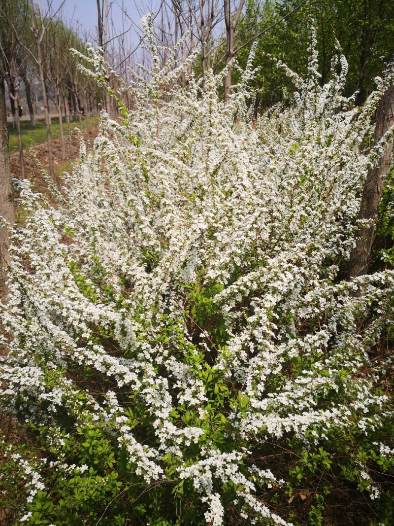 雪柳干枝花喷雪花珍珠绣线菊水瓶切枝插花量大优惠