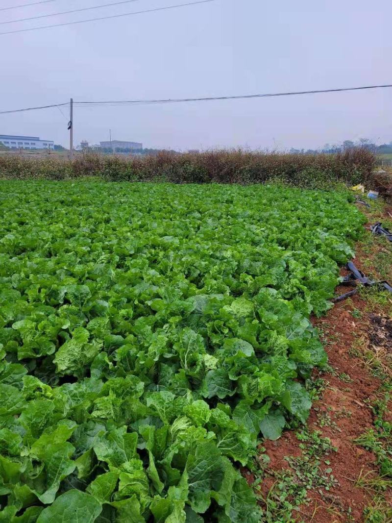 蔬菜新强春，白菜上市上市，欢迎各位老板前来收购。给钱就卖